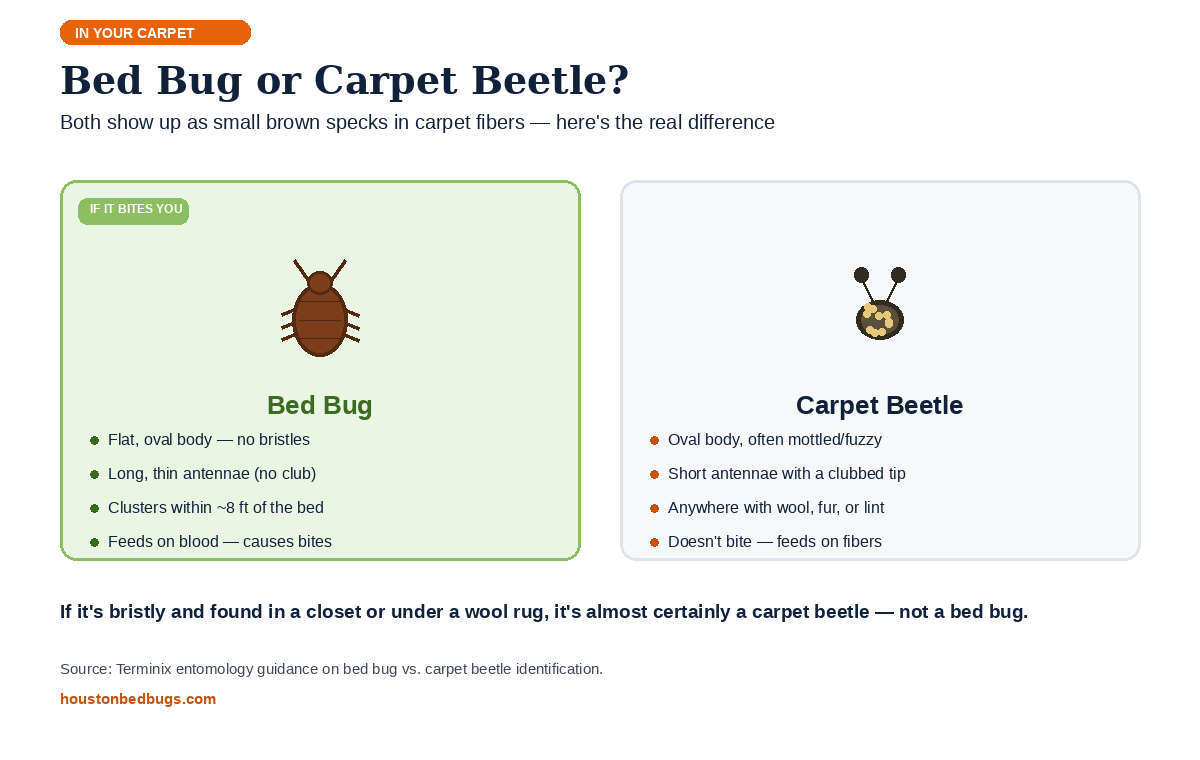 Side-by-side infographic comparing a bed bug and a carpet beetle found in carpet, showing body shape, antennae, and behavior differences