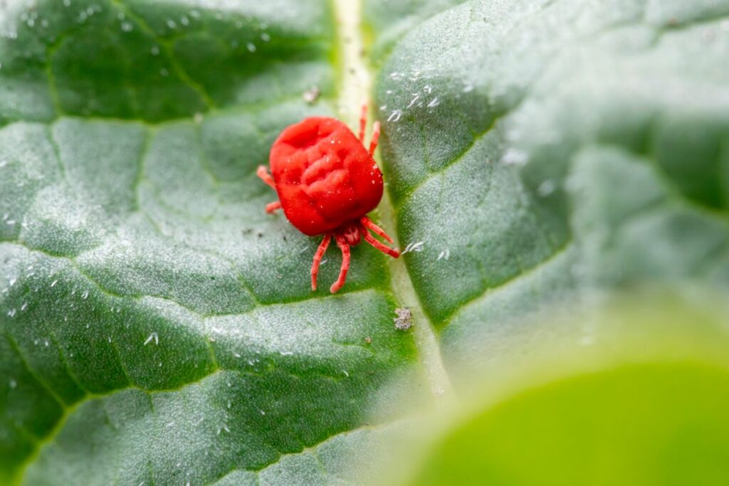 Close-up macro photo of small red bugs in house on a green leaf, showing clover mite identification features