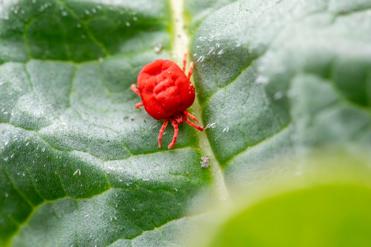 Close-up macro photo of small red bugs in house on a green leaf, showing clover mite identification features