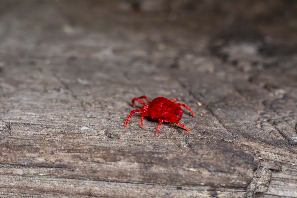 Clover mite on a wood surface showing its small red body and long front legs