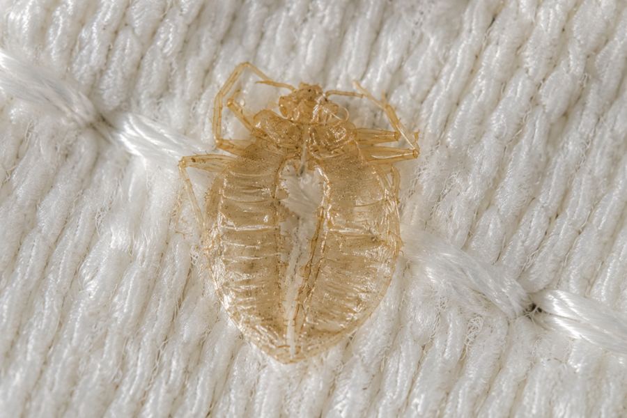 Bed bug shell (exuvia) illustration showing the hollow, translucent casing with the visible dorsal split where the bed bug molted