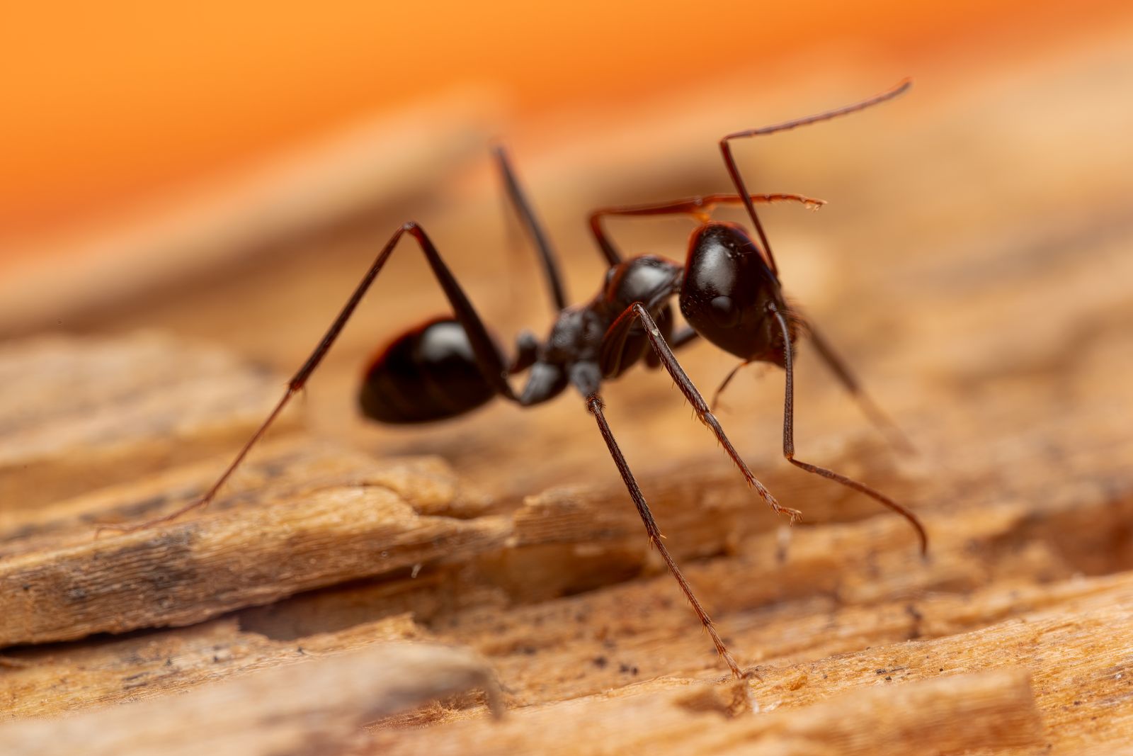 Do bed bugs look like ants? Close-up of an ant's pinched waist and segmented body — the opposite of a bed bug's flat, one-piece shape.