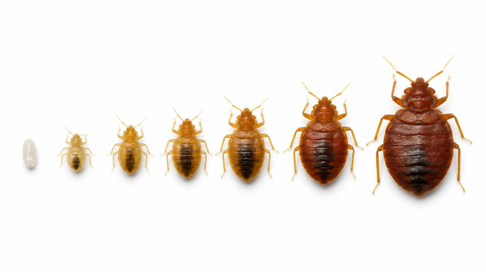Bed bug life cycle stages from egg to adult size comparison chart