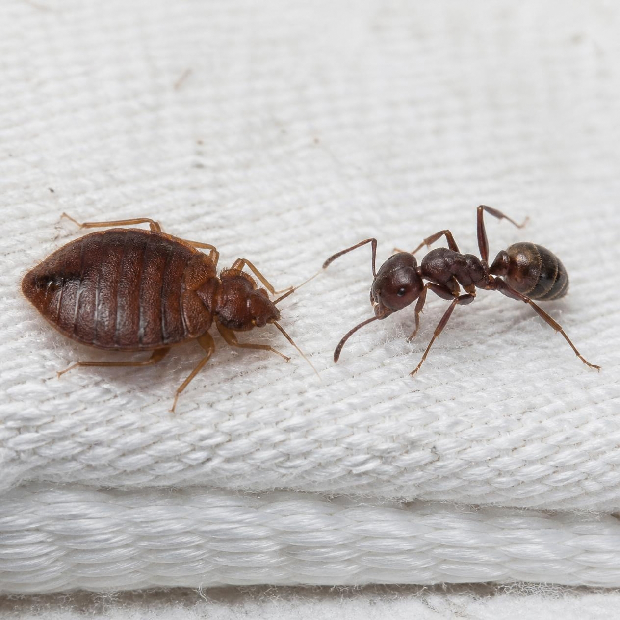 Real macro photo comparing a bed bug and an ant side by side on white fabric, showing the bed bug's flat oval body versus the ant's pinched waist and elbowed antennae