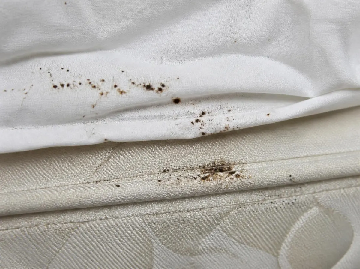 What do bed bug stains look like? Dark brown bed bug droppings and rust-colored spots clustered along a white sheet fold and mattress seam